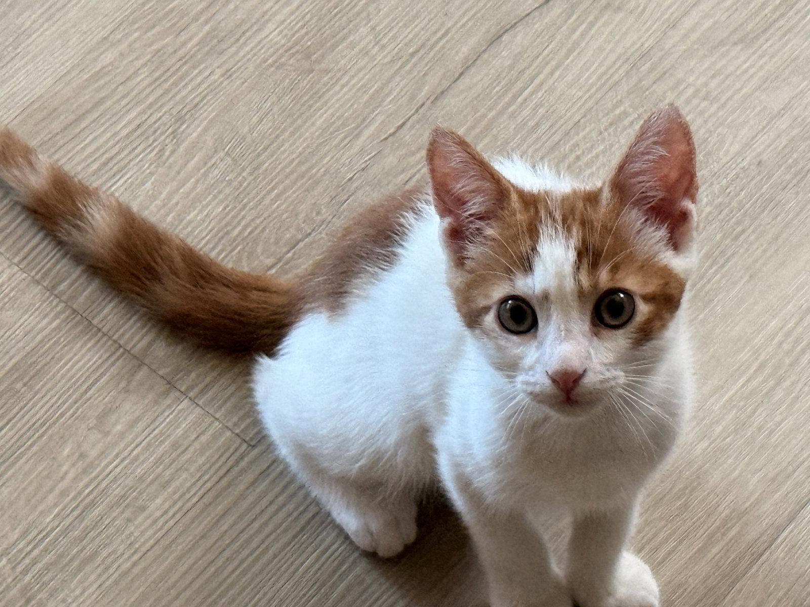 Griffin ( Nicole), Adopted, Kitten Male Domestic Short Hair & Turkish Van.