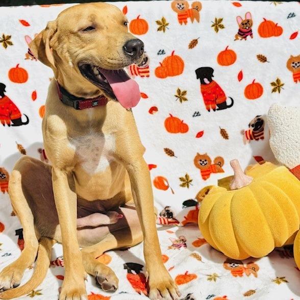 Scooby Boy, Adoptable, Young Male Mixed Breed & Hound.