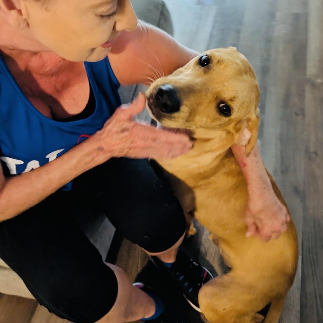 Enlarge Scooby Boy, a Adoptable mixed breed in Williston, FL image 3/6