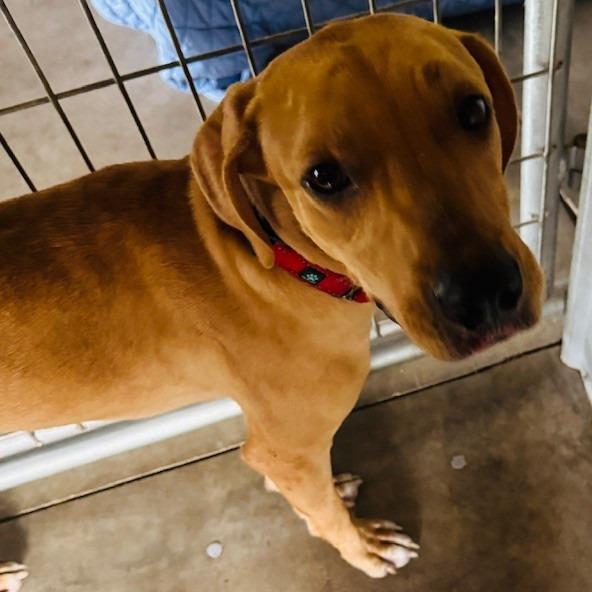 Enlarge Scooby Boy, a Adoptable mixed breed in Williston, FL image 4/6