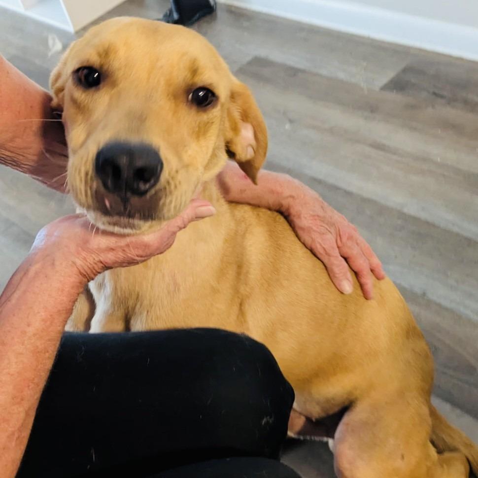 Enlarge Scooby Boy, a Adoptable mixed breed in Williston, FL image 5/6