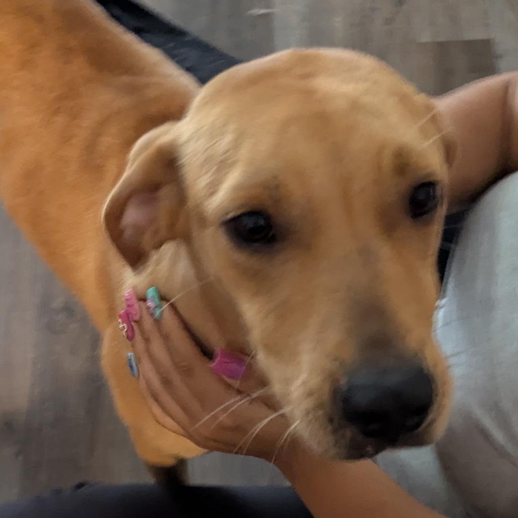 Enlarge Scooby Boy, a Adoptable mixed breed in Williston, FL image 6/6