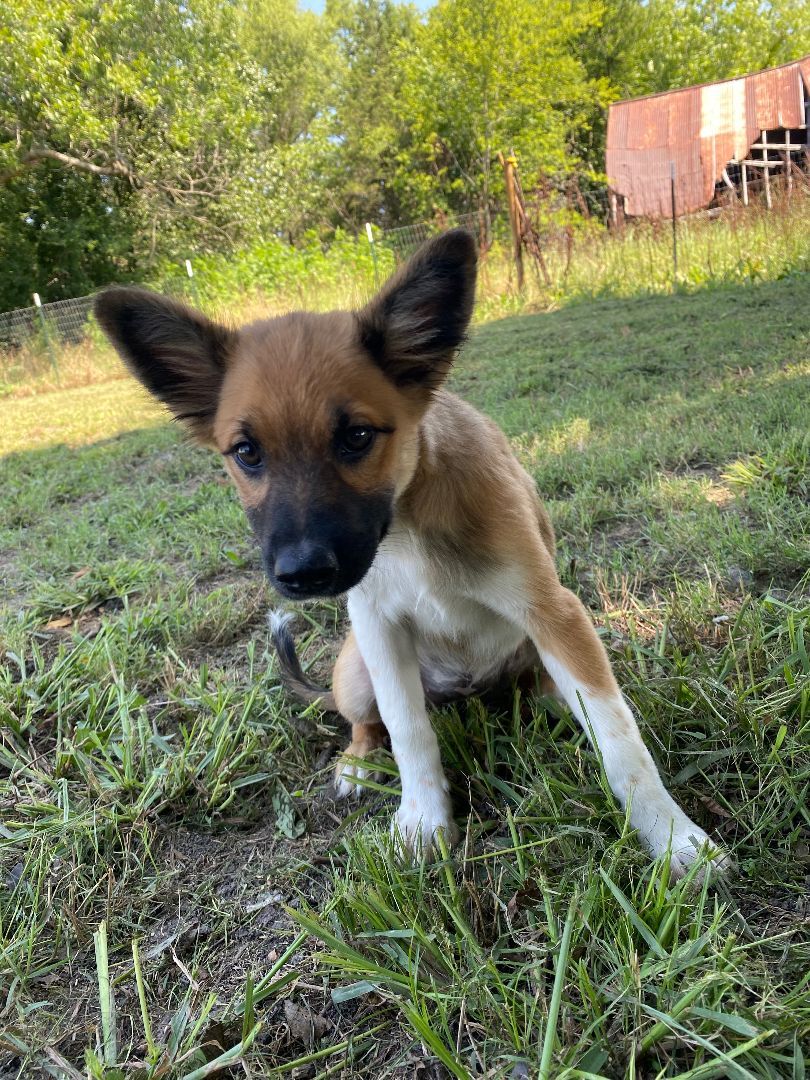 Apple, a Adopted mixed breed in Commerce, TX image 1/3