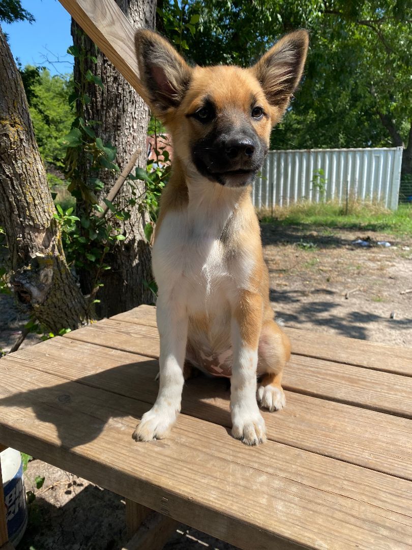 Apple, a Adopted mixed breed in Commerce, TX image 2/3