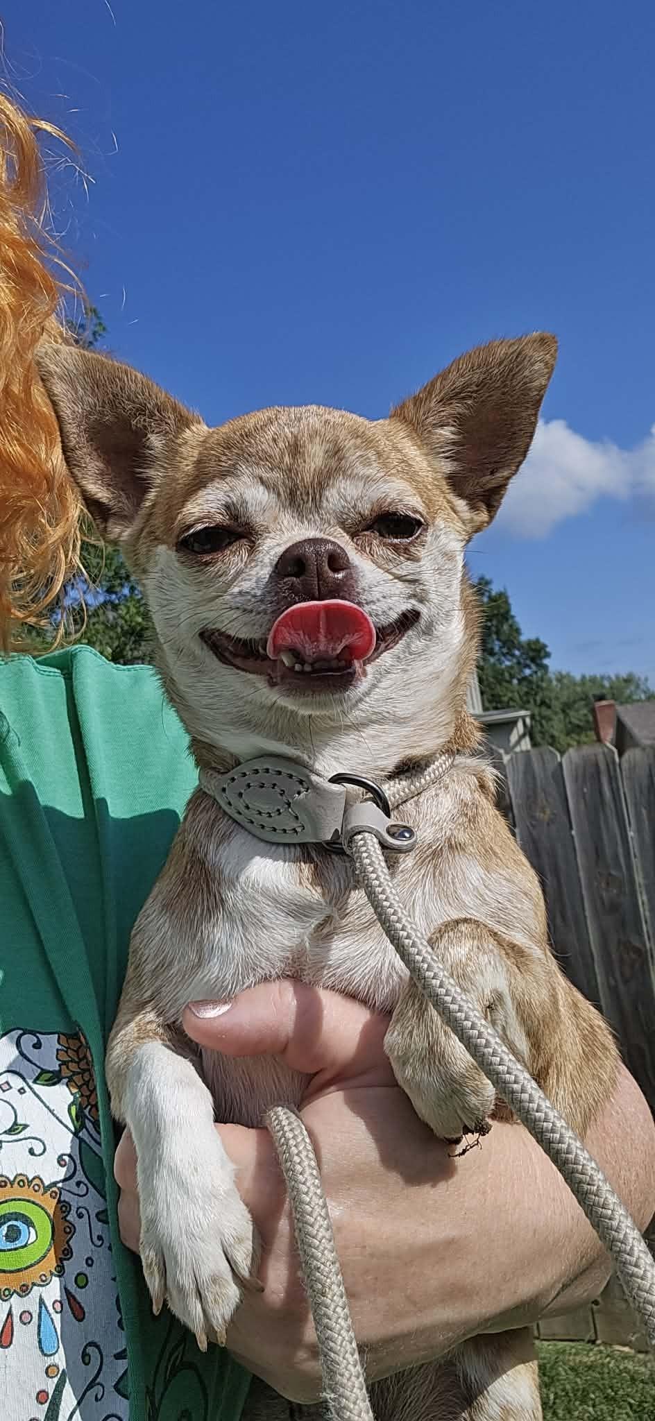Reba, ADOPTABLE, Young Female Chihuahua.
