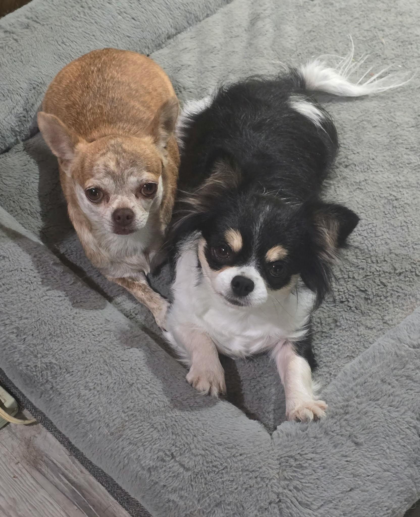 Enlarge Reba, a ADOPTABLE Chihuahua in Kansas City, MO image 3/4