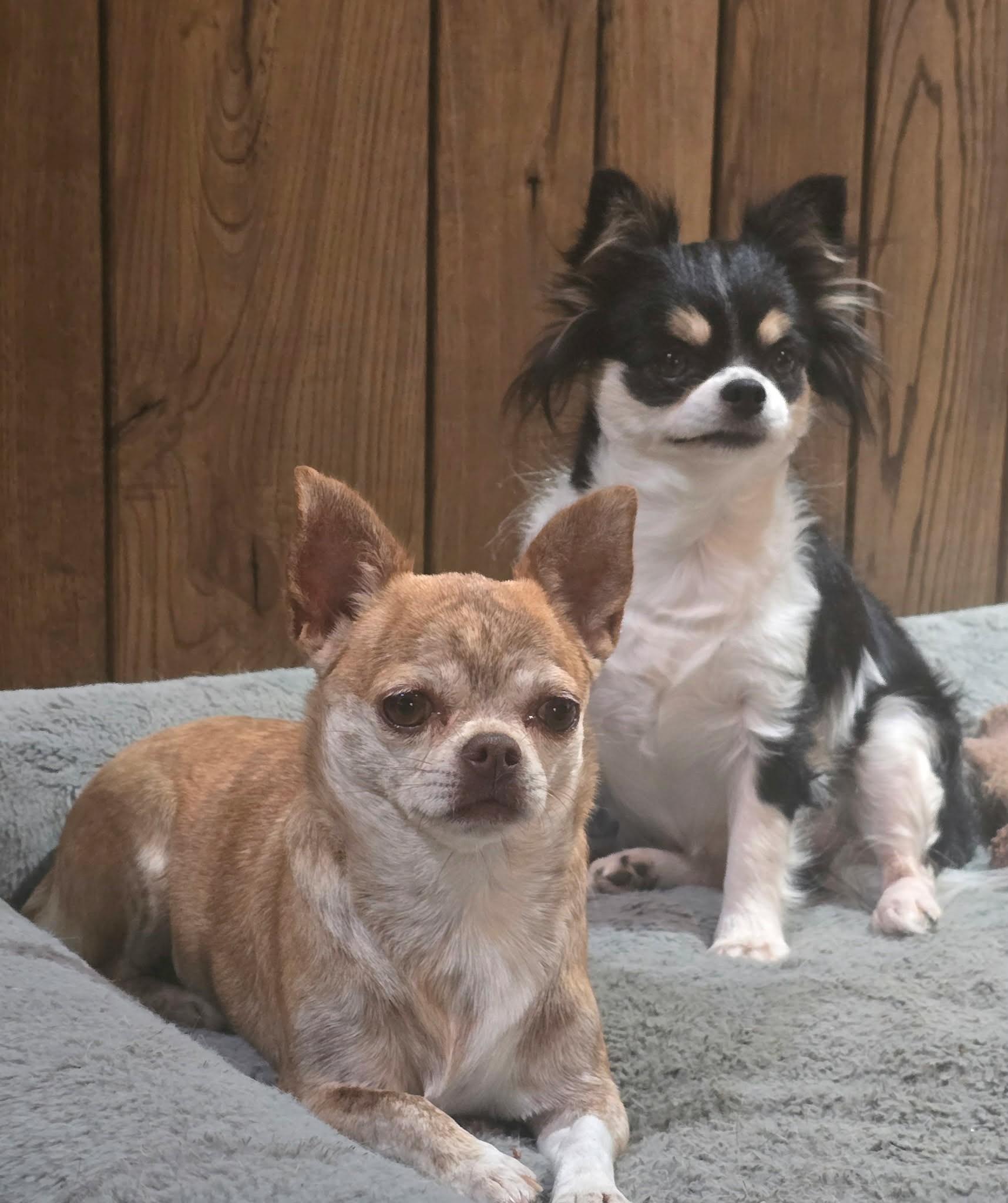 Enlarge Reba, a ADOPTABLE Chihuahua in Kansas City, MO image 2/4