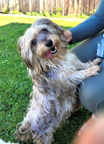 MILO, an adoptable Havanese in Westmont, IL, 60559 | Photo Image 2
