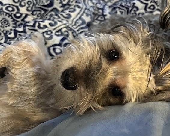 Milo