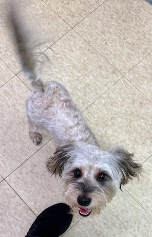 MILO, an adoptable Havanese in Westmont, IL, 60559 | Photo Image 4