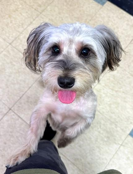 MILO, an adoptable Havanese in Westmont, IL, 60559 | Photo Image 3