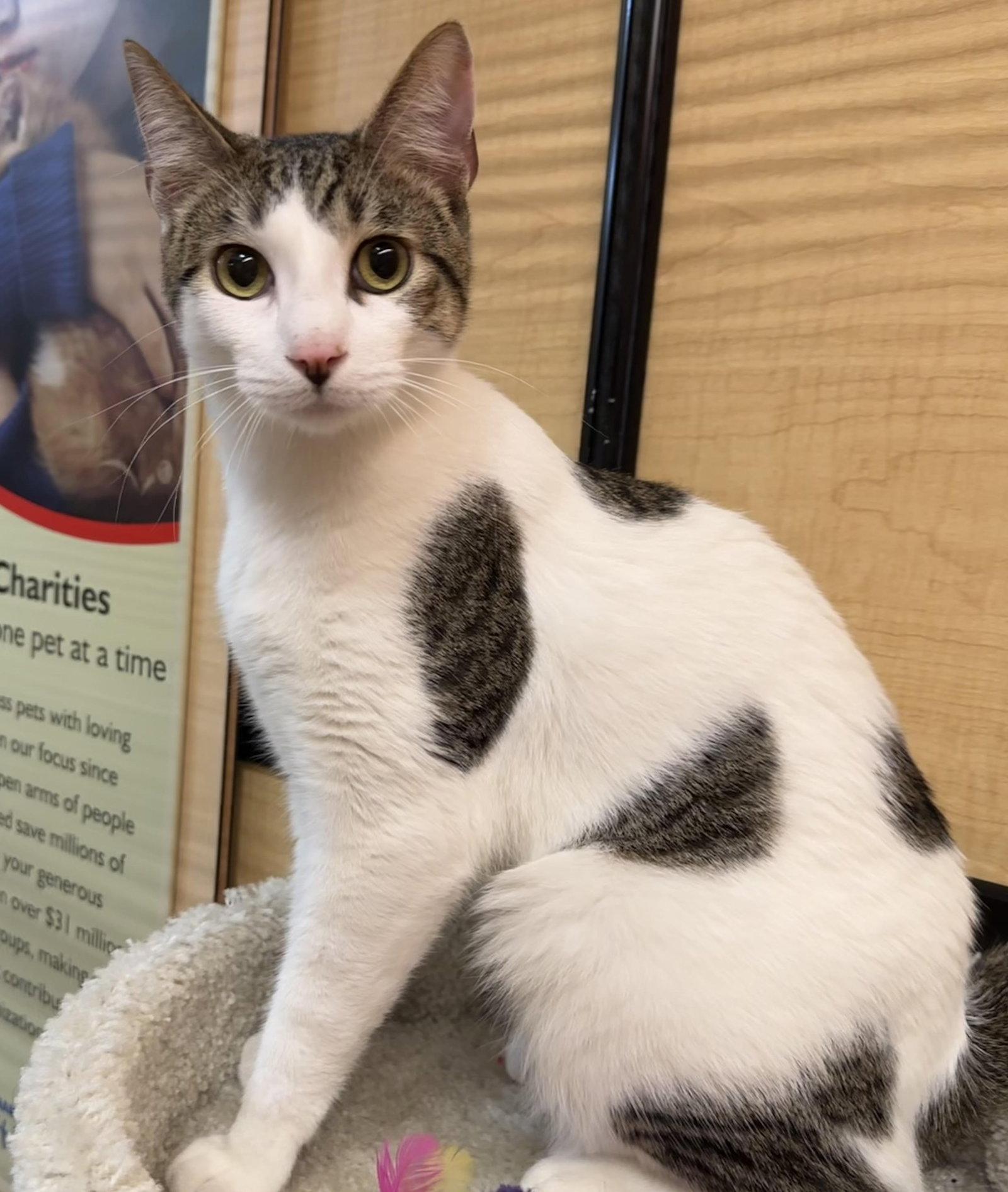 ernest, Adopted, Kitten Male Tabby & Domestic Short Hair.