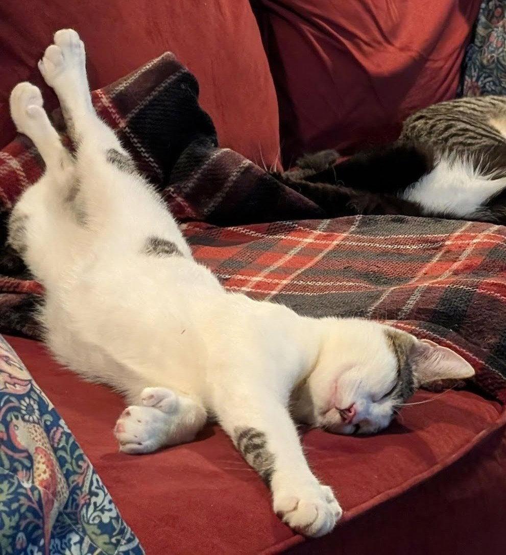 Enlarge ernest, a Adopted mixed breed in San Jose, CA image 2/3