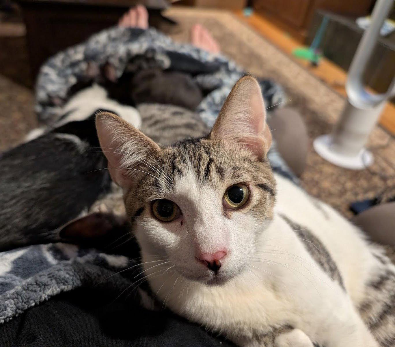 Enlarge ernest, a Adopted mixed breed in San Jose, CA image 3/3