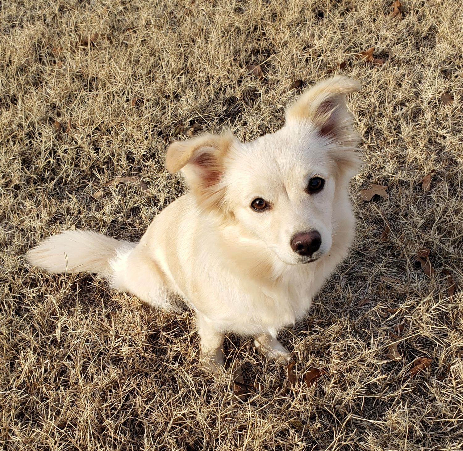 Enlarge Lorie, a ADOPTABLE mixed breed in Norman, OK image 1/6