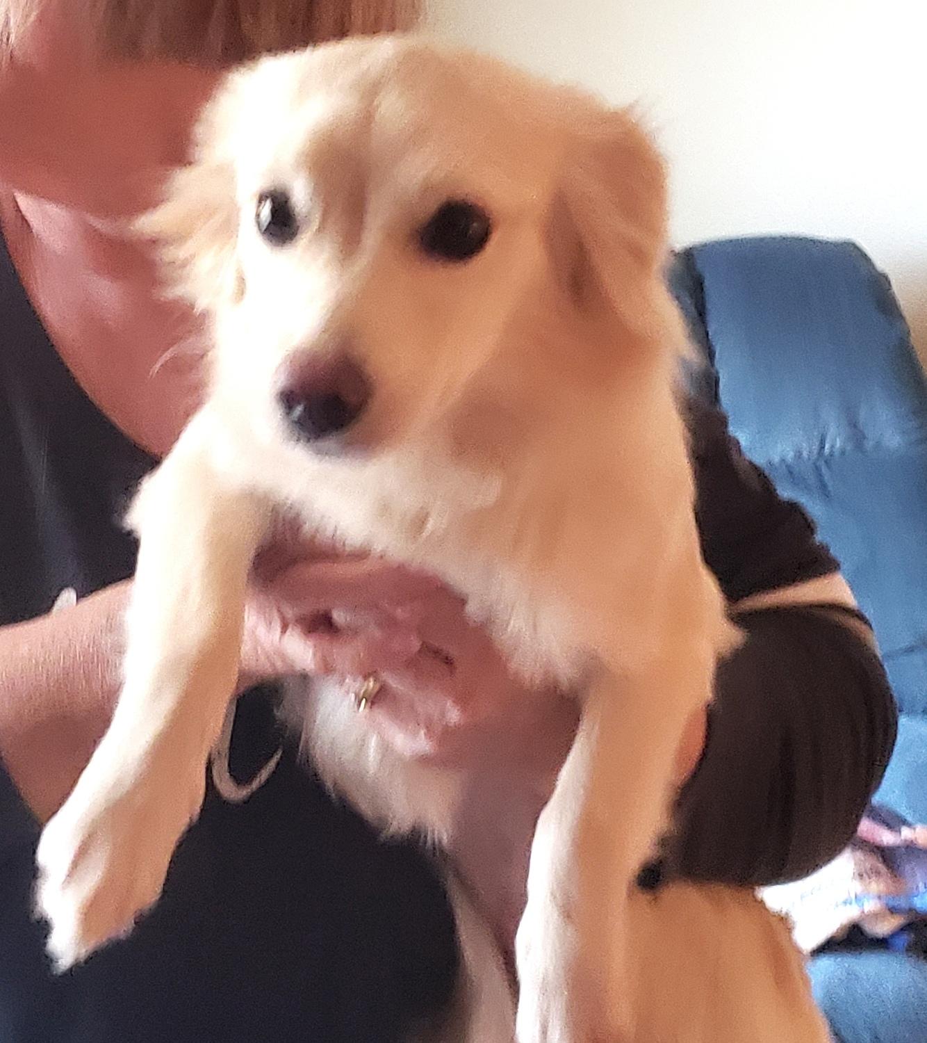 Enlarge Lorie, a ADOPTABLE mixed breed in Norman, OK image 5/6