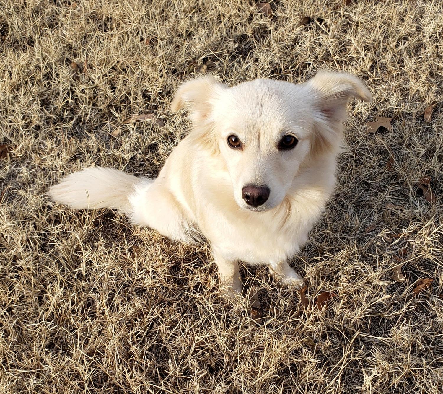 Enlarge Lorie, a ADOPTABLE mixed breed in Norman, OK image 2/6