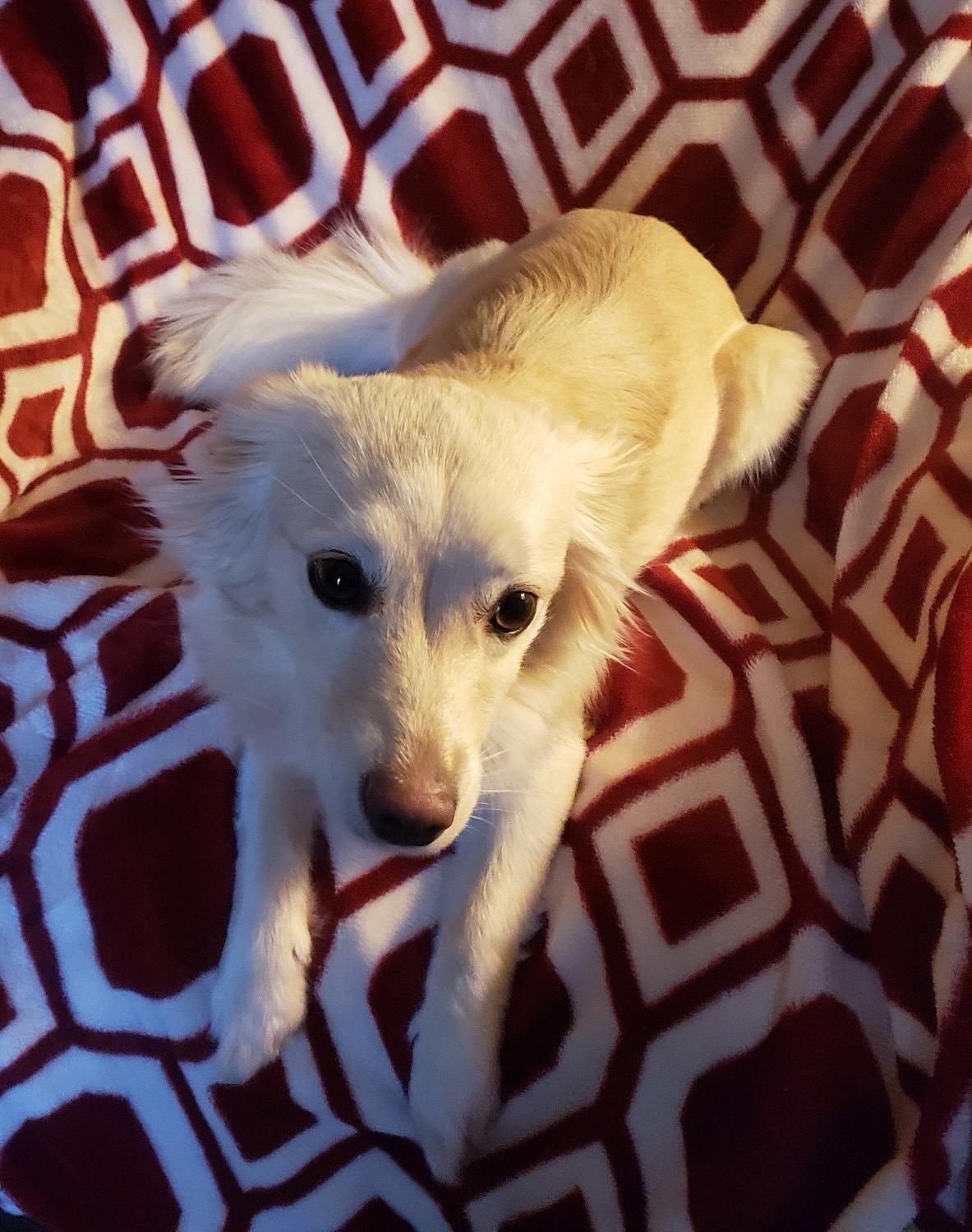 Enlarge Lorie, a ADOPTABLE mixed breed in Norman, OK image 6/6