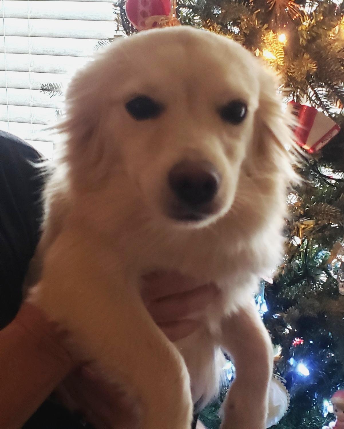 Enlarge Lorie, a ADOPTABLE mixed breed in Norman, OK image 3/6