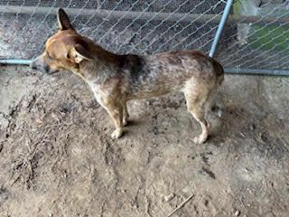 Enlarge Levi, a Adopted mixed breed in Camden, TN image 2/4