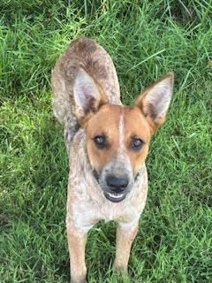 Levi, Adopted, Young Male Australian Cattle Dog / Blue Heeler.