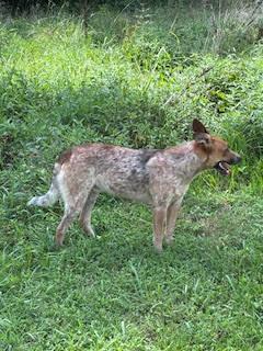 Enlarge Levi, a Adopted mixed breed in Camden, TN image 3/4