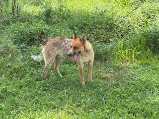 Enlarge Levi, a Adopted mixed breed in Camden, TN image 4/4
