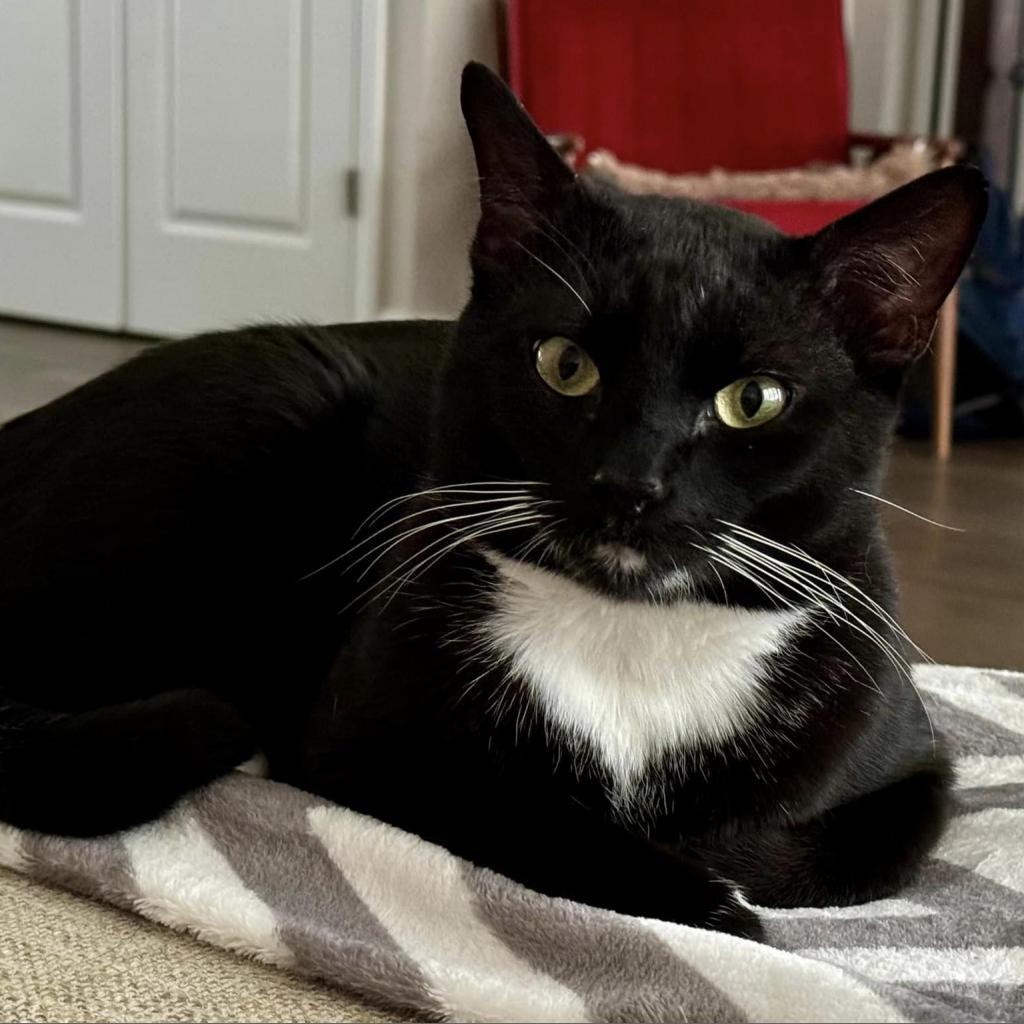 Enlarge Bill Bixby, a Adoptable Domestic Short Hair in St. Louis, MO image 1/6