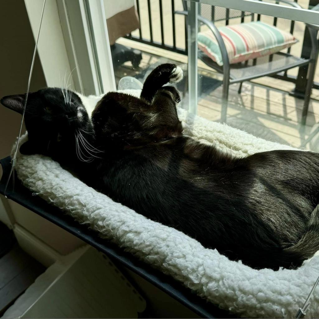 Enlarge Bill Bixby, a Adoptable Domestic Short Hair in St. Louis, MO image 2/6