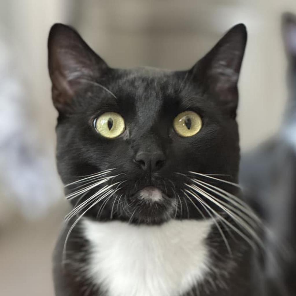Enlarge Bill Bixby, a Adoptable Domestic Short Hair in St. Louis, MO image 3/6