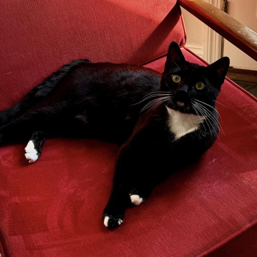 Enlarge Bill Bixby, a Adoptable Domestic Short Hair in St. Louis, MO image 4/6