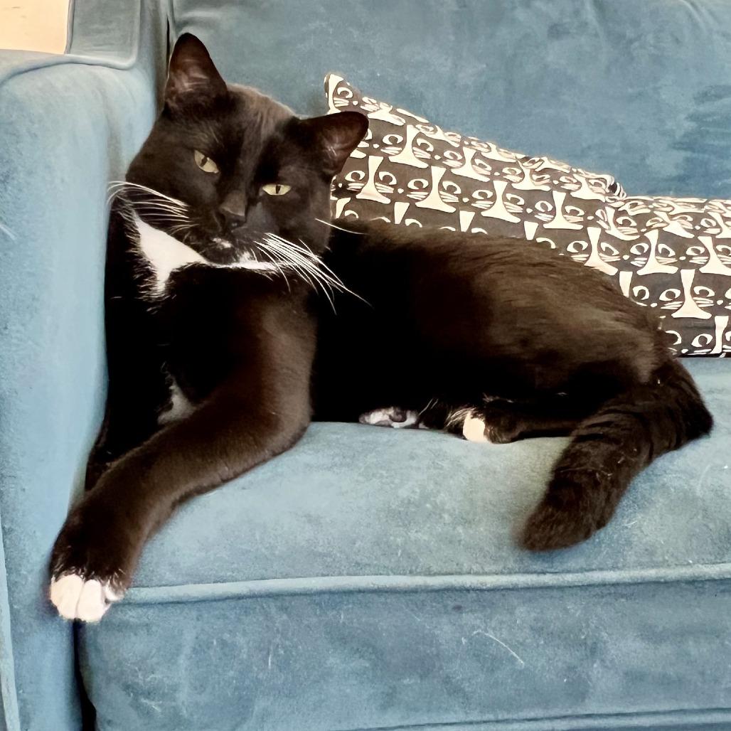 Enlarge Bill Bixby, a Adoptable Domestic Short Hair in St. Louis, MO image 5/6