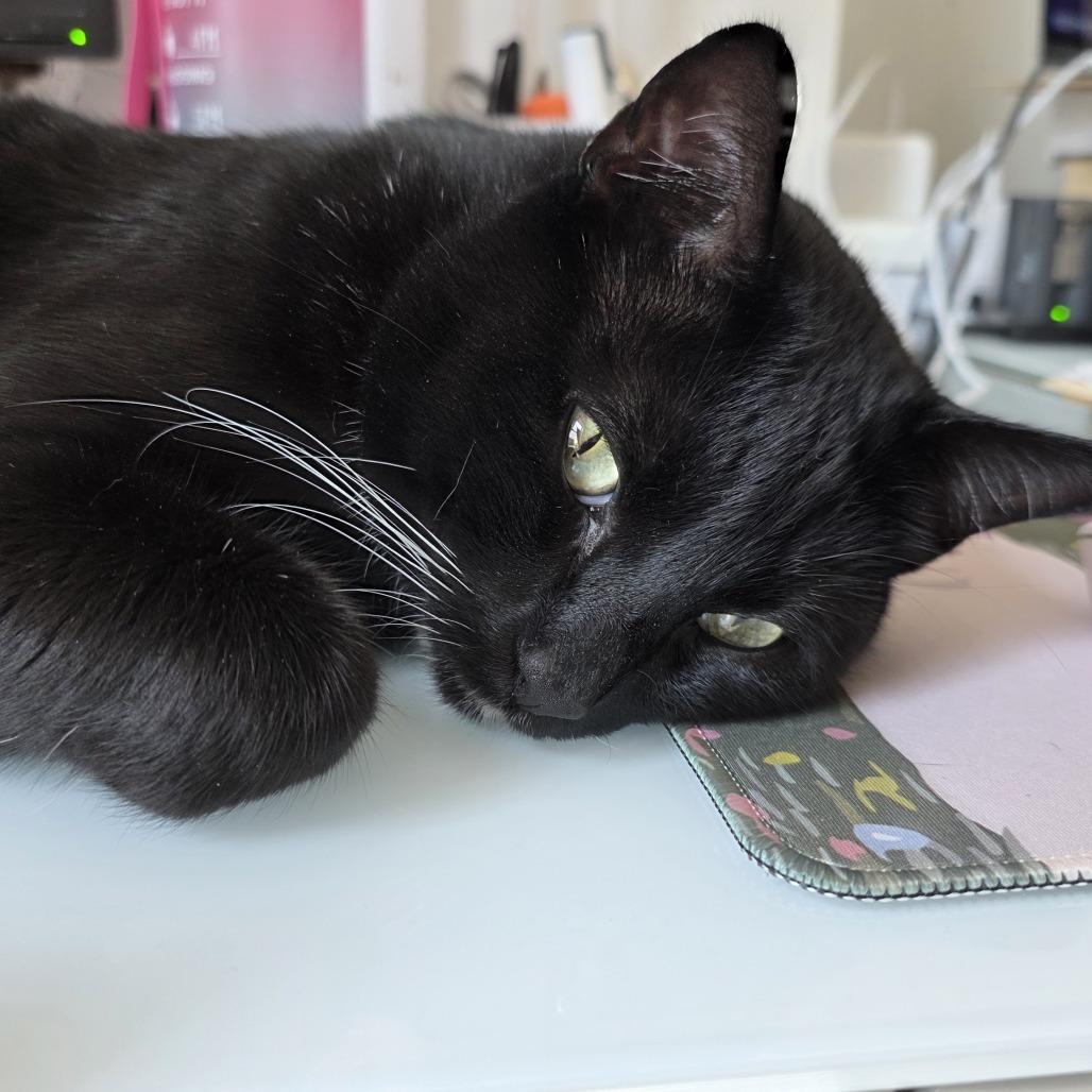 Bill Bixby, a Adoptable Domestic Short Hair in St. Louis, MO image 5/6
