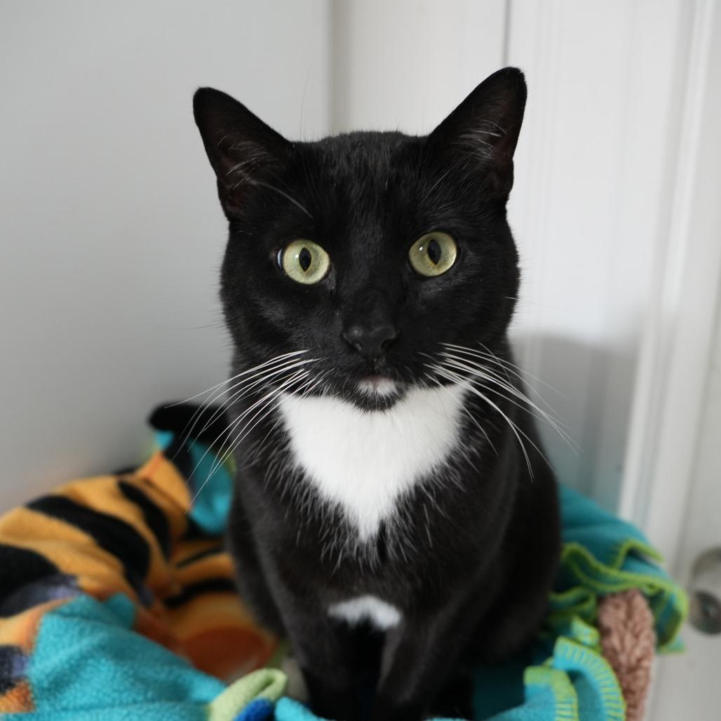 Enlarge Bill Bixby, a Adoptable Domestic Short Hair in St. Louis, MO image 5/6