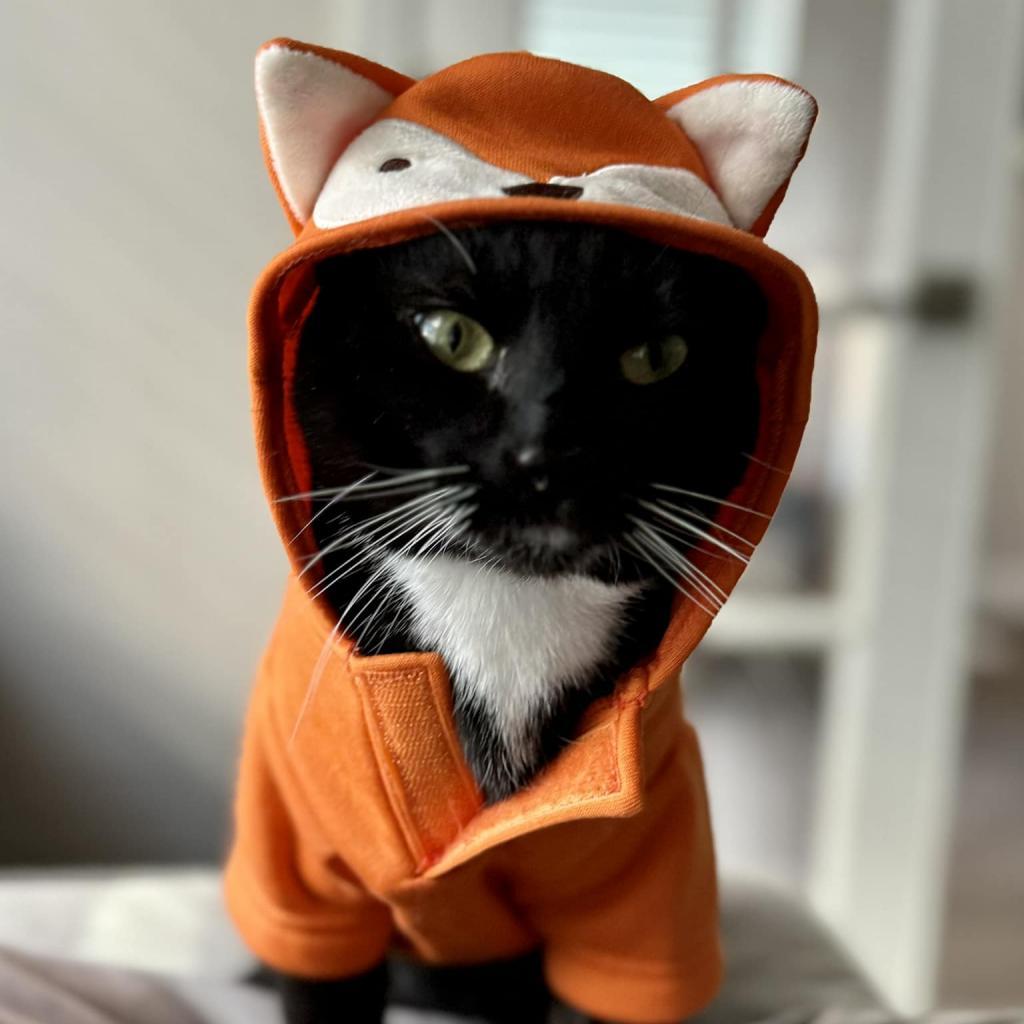 Enlarge Bill Bixby, a Adoptable Domestic Short Hair in St. Louis, MO image 6/6