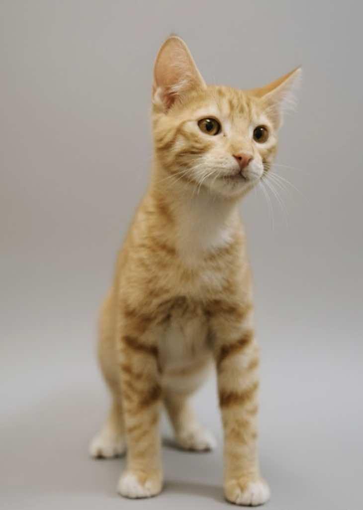 Dash (Brother of Dart), a Adoptable mixed breed in Houston, TX image 4/5