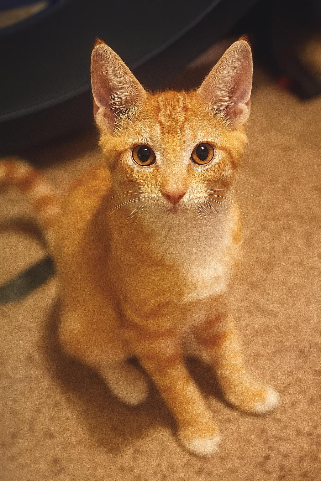 Dash (Brother of Dart)