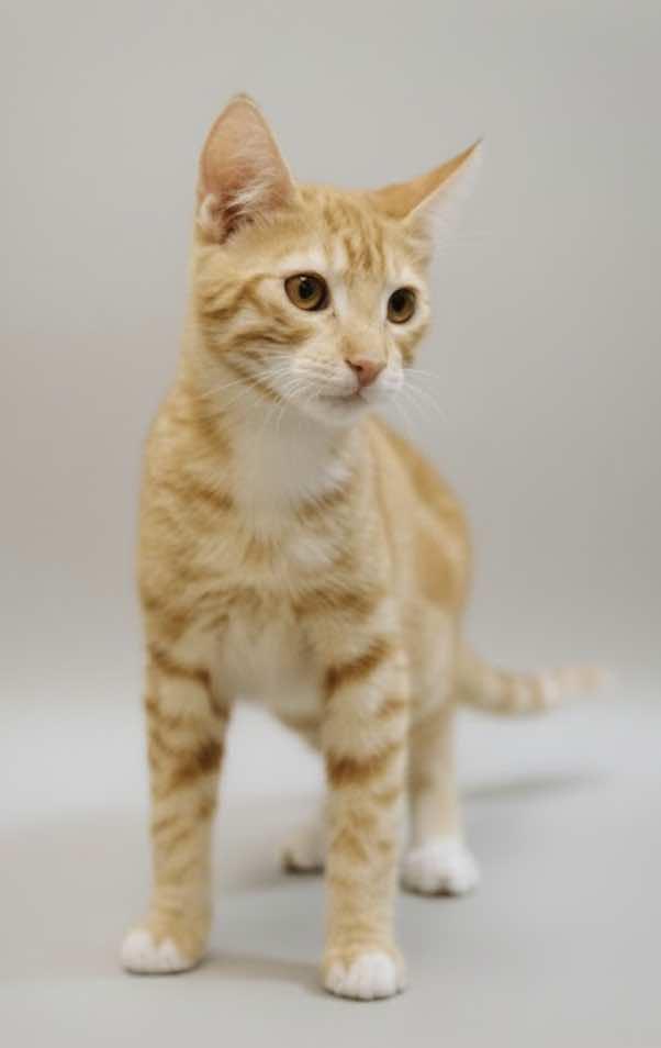 Dash (Brother of Dart), a Adoptable mixed breed in Houston, TX image 3/5