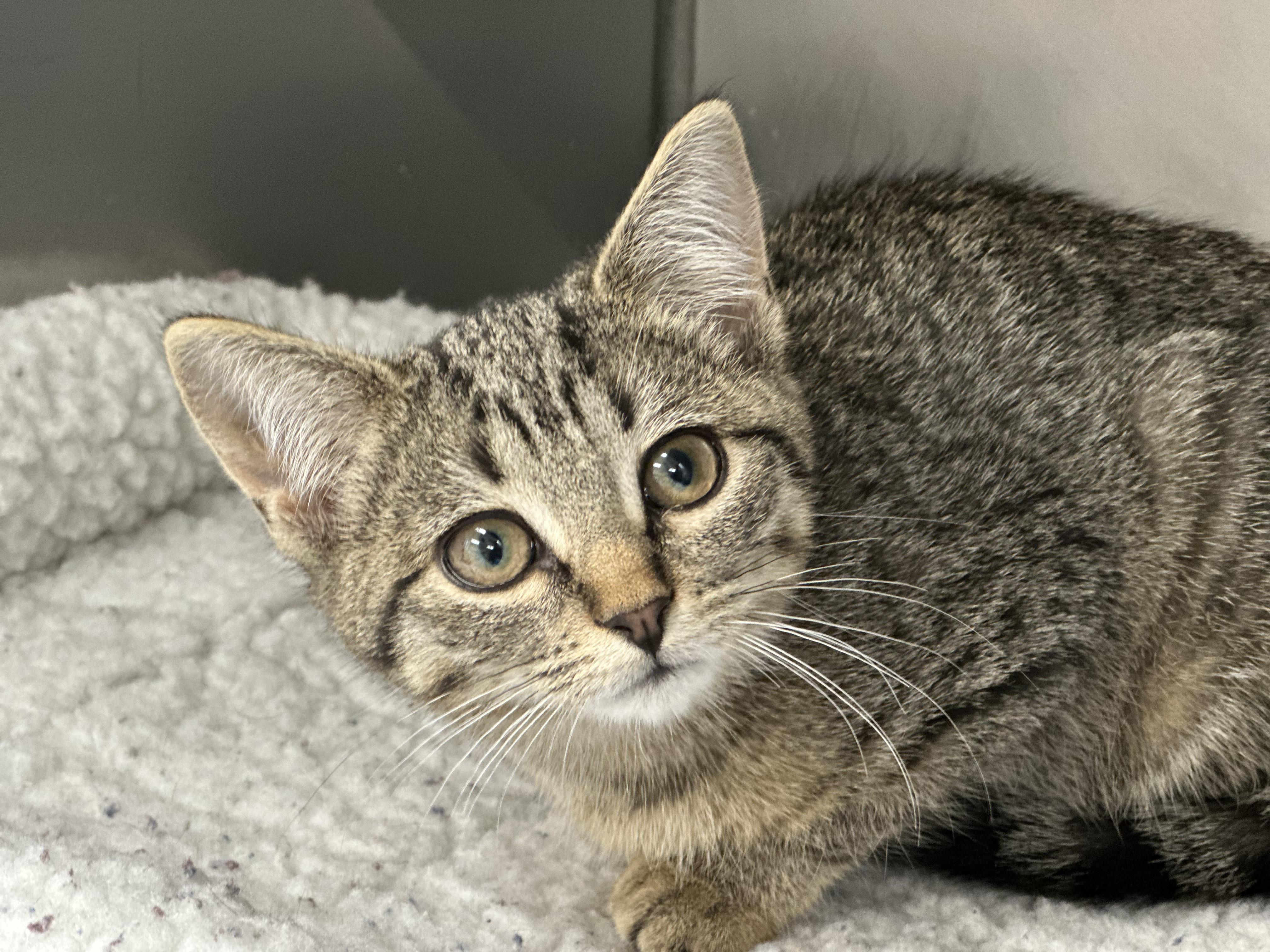 JiJi, Adopted, Kitten Female Domestic Short Hair.