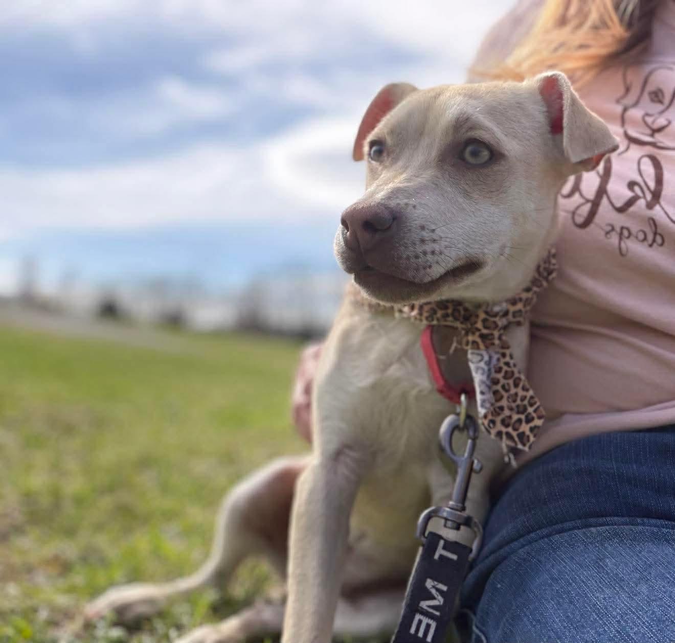 Enlarge Kenzie , a Adoptable Mixed Breed in Argyle, NY image 1/6