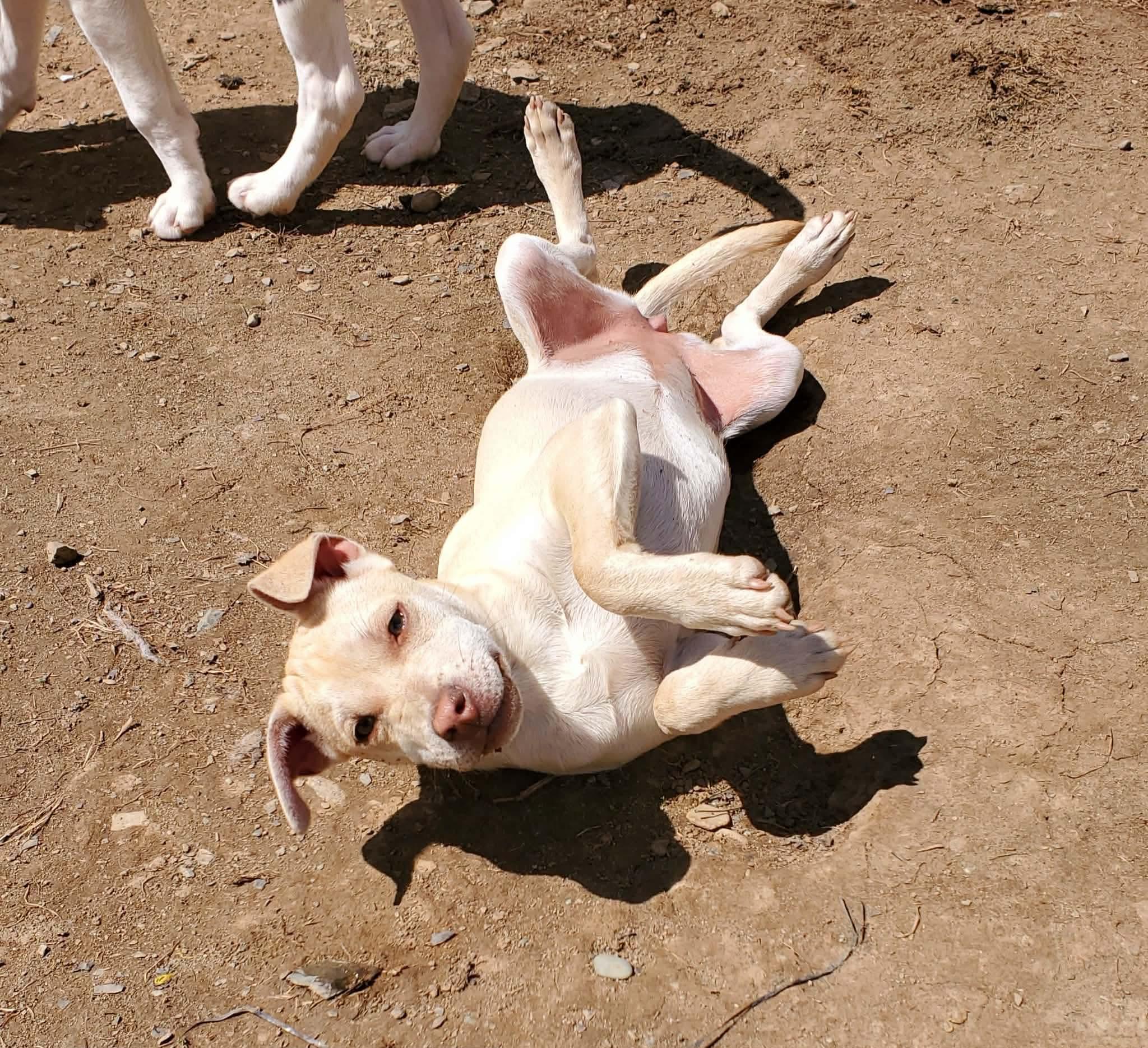 Enlarge Kenzie , a Adoptable Mixed Breed in Argyle, NY image 2/6