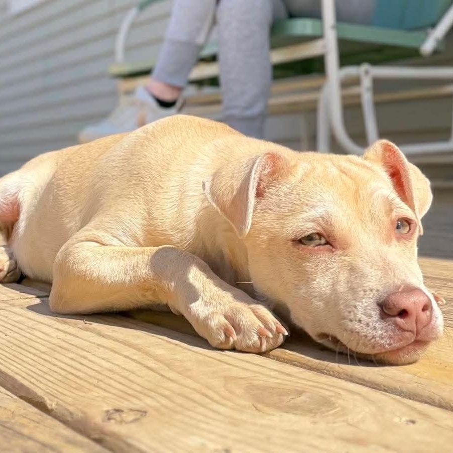 Enlarge Kenzie , a Adoptable Mixed Breed in Argyle, NY image 4/6