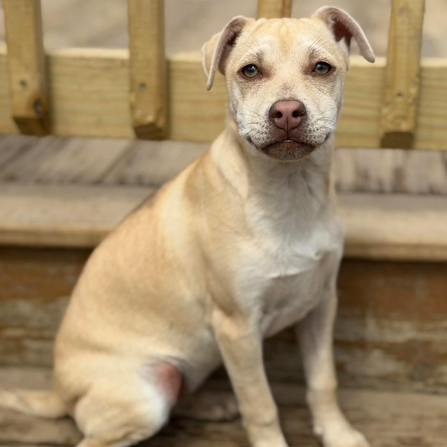 Enlarge Kenzie , a Adoptable Mixed Breed in Argyle, NY image 3/6