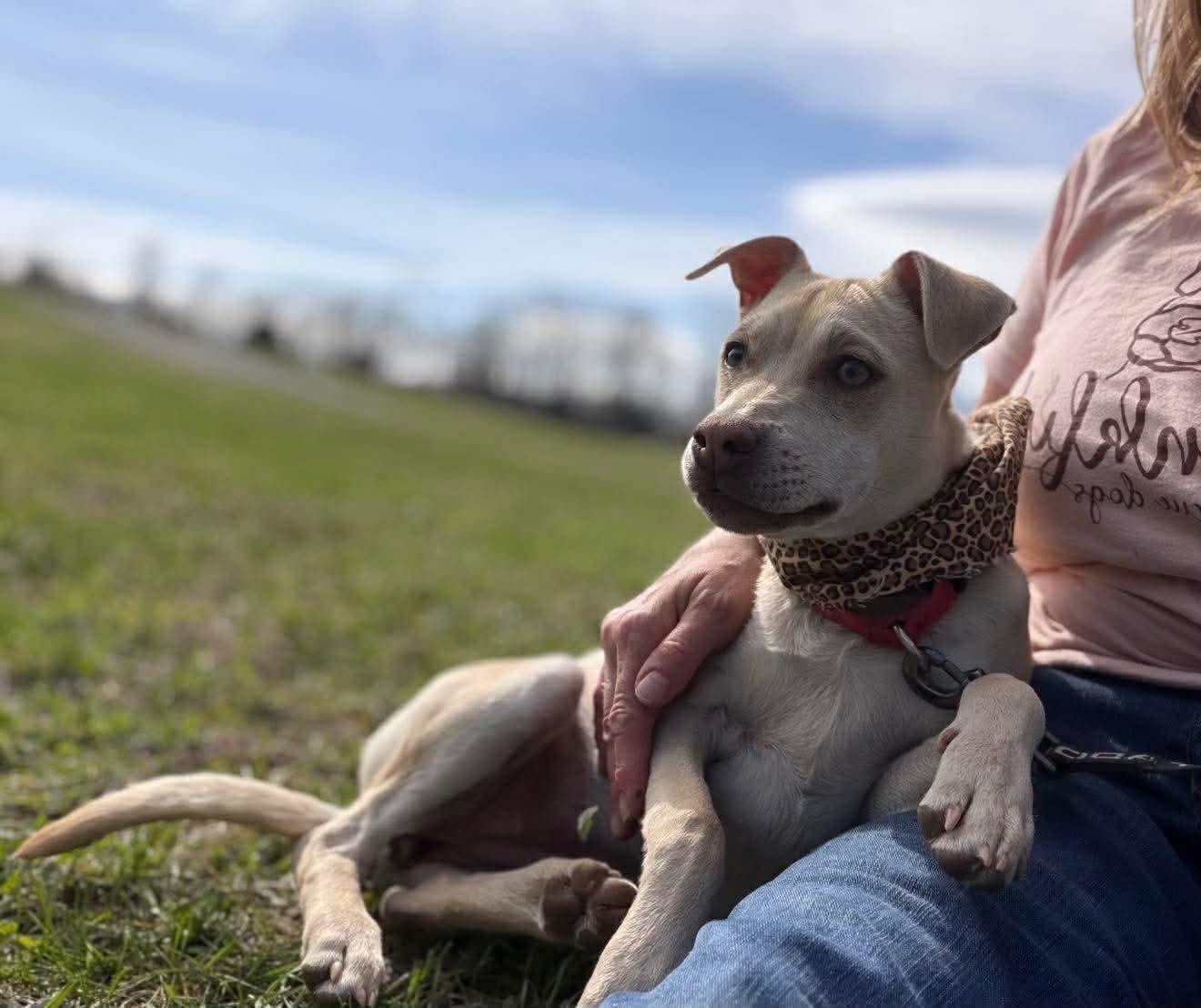 Enlarge Kenzie , a Adoptable Mixed Breed in Argyle, NY image 6/6