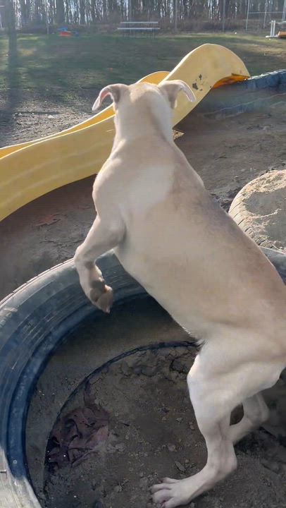 Enlarge Kenzie , a Adoptable Mixed Breed in Argyle, NY video 5/6