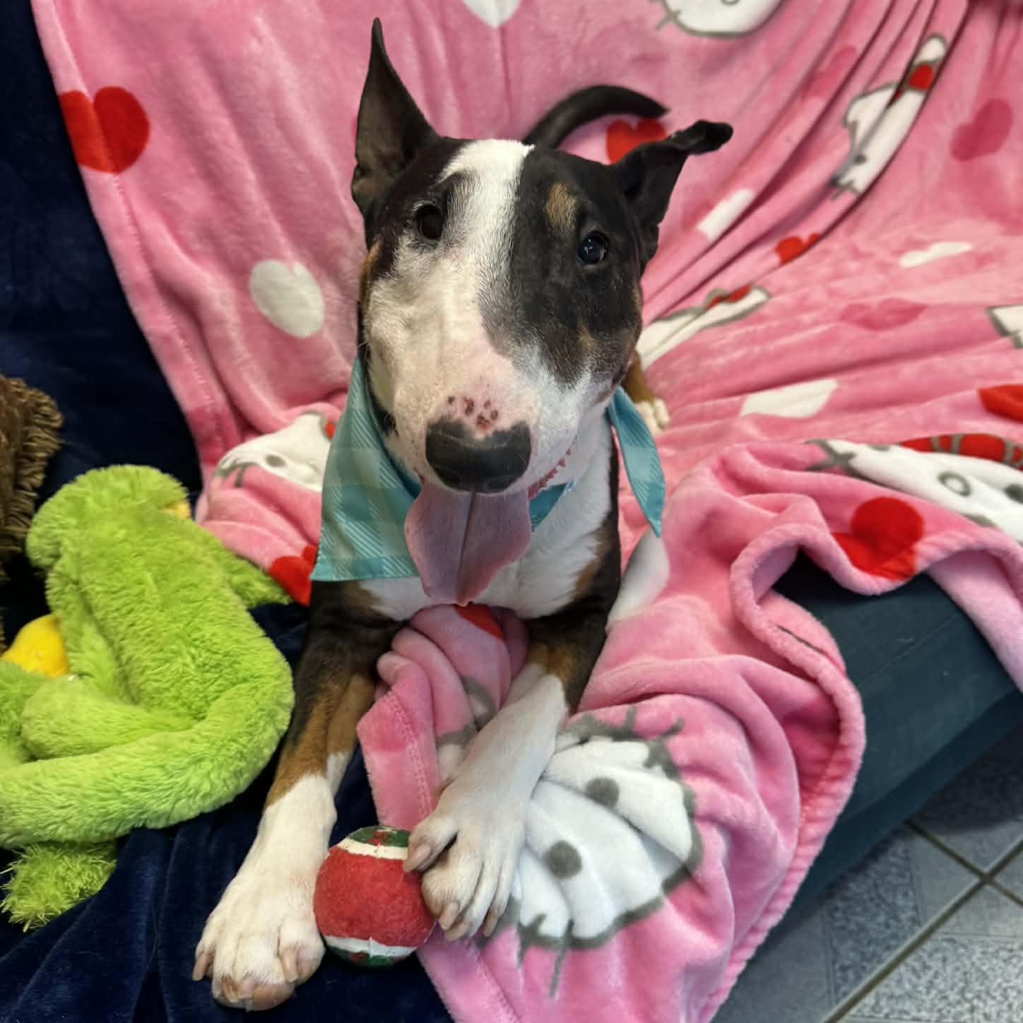 Enlarge Calvin, a ADOPTABLE Bull Terrier in Normal, IL image 5/6