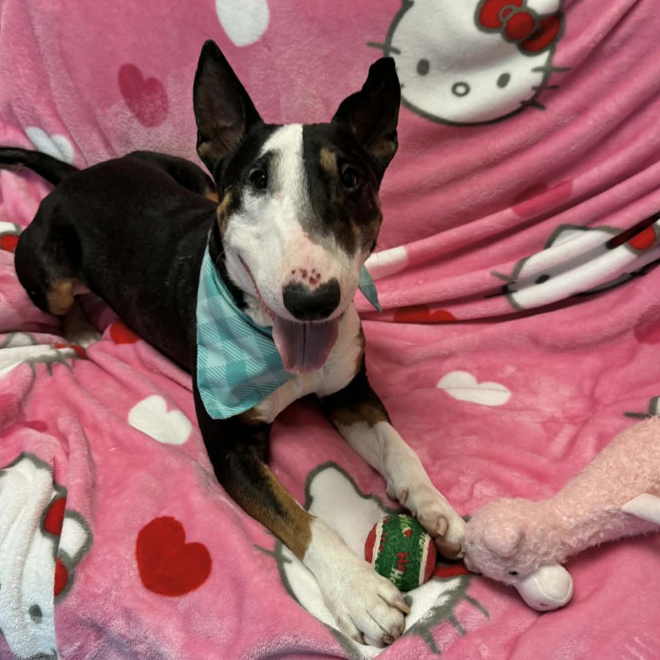 Enlarge Calvin, a ADOPTABLE Bull Terrier in Normal, IL image 4/6