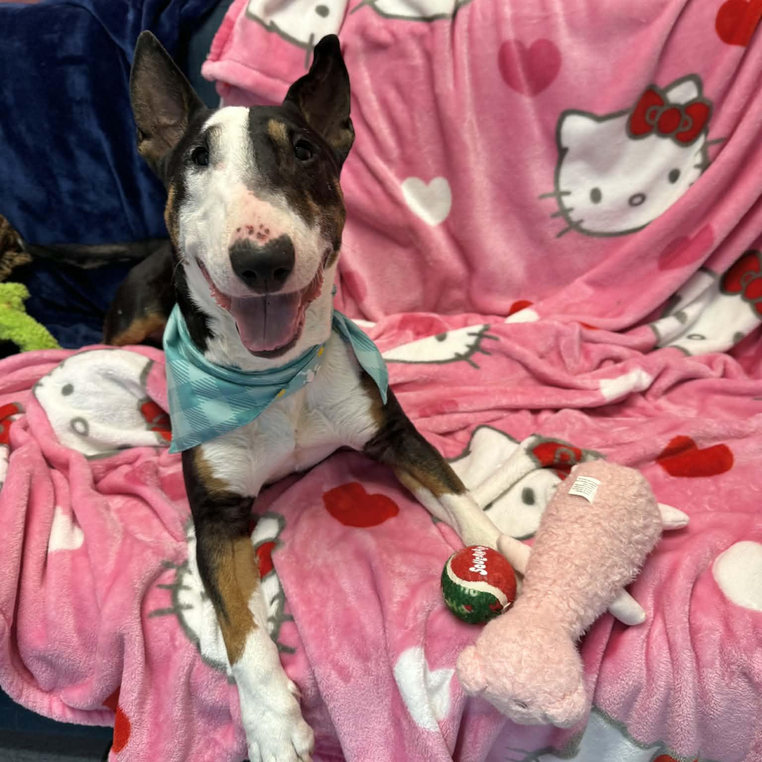 Enlarge Calvin, a ADOPTABLE Bull Terrier in Normal, IL image 6/6