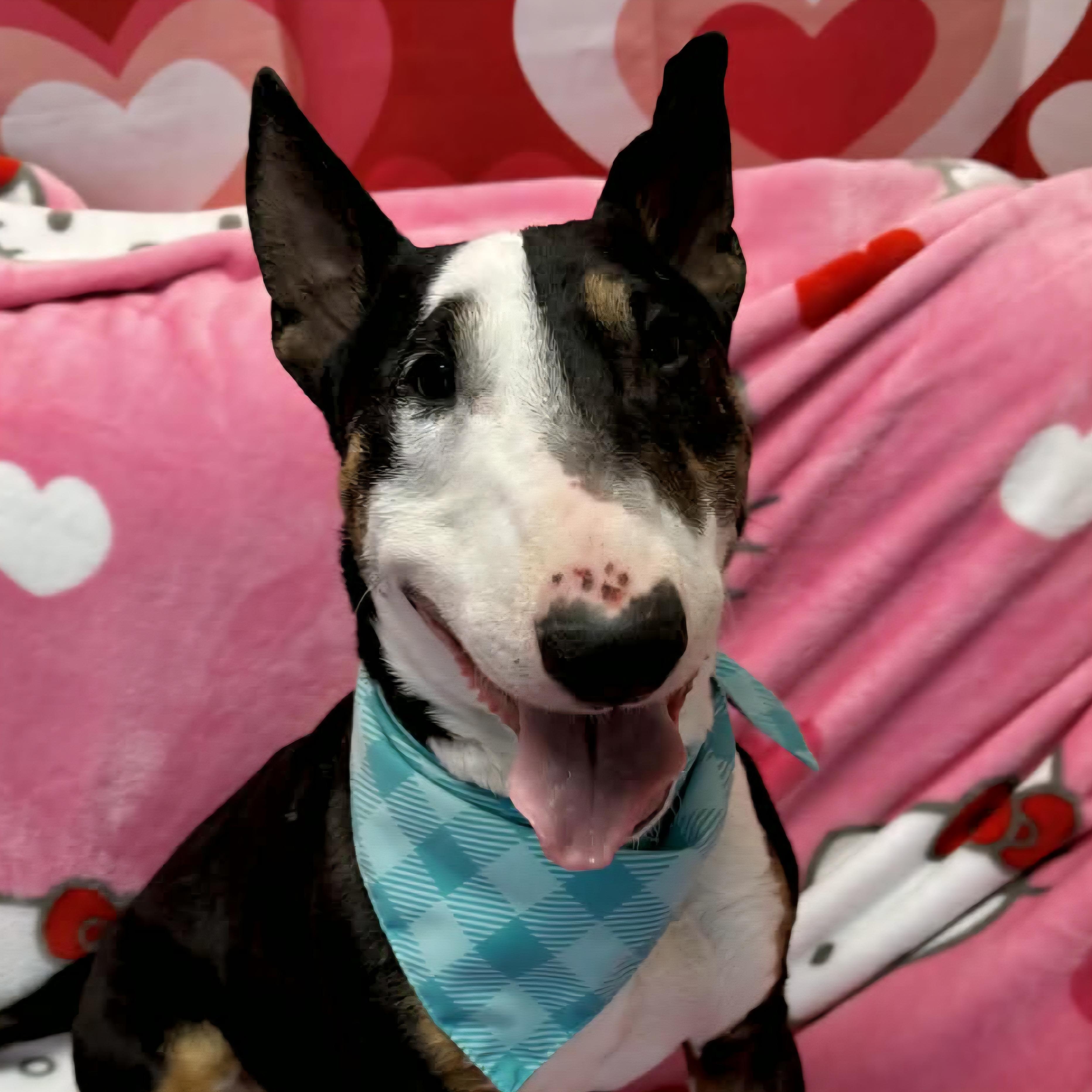 Enlarge Calvin, a ADOPTABLE Bull Terrier in Normal, IL image 1/6