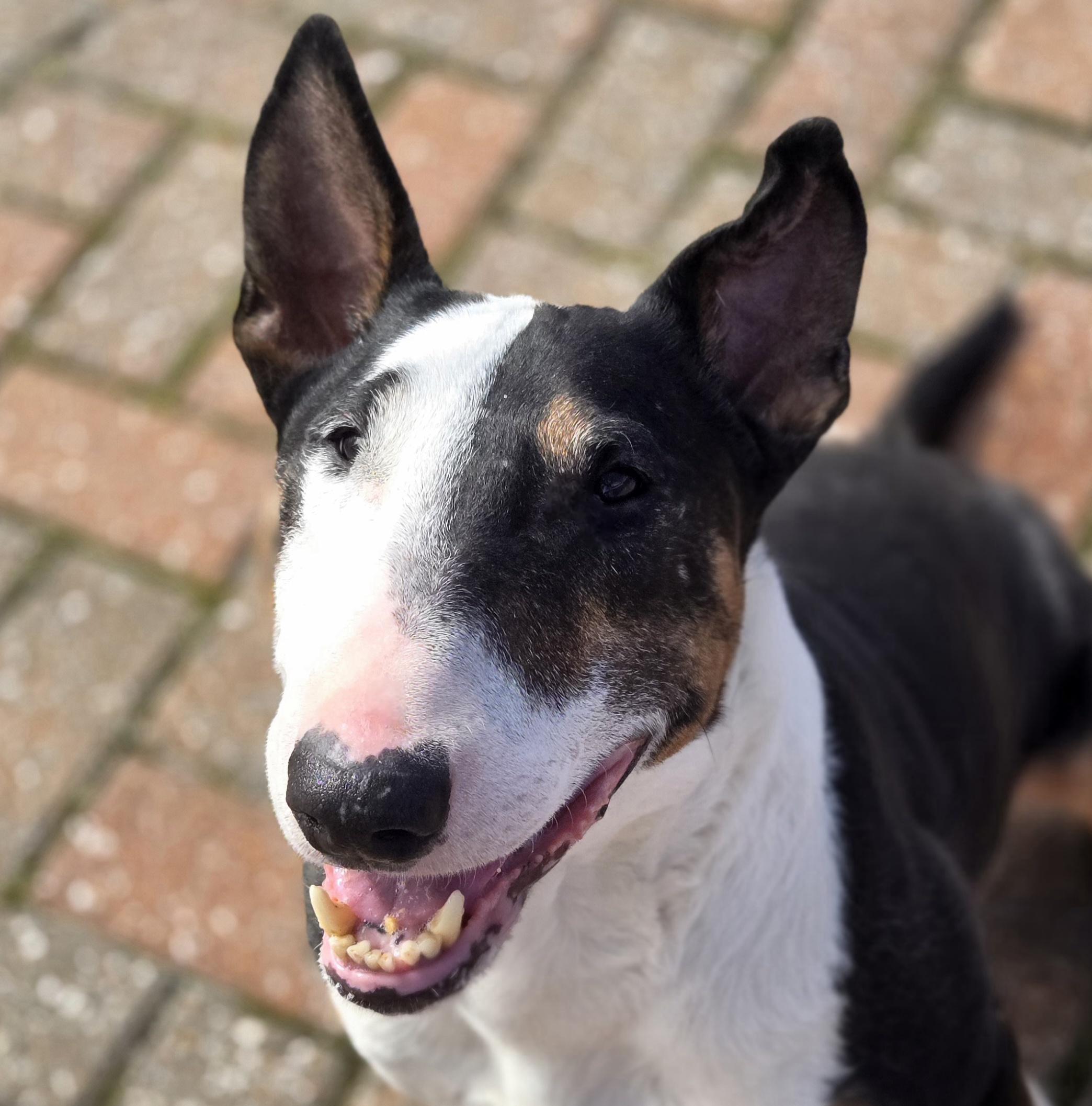 Calvin, ADOPTABLE, Adult Male Bull Terrier.
